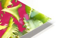 Cactus with Pink HD Metal print