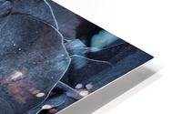 Dark Hydrangea 1 HD Metal print