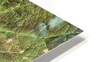 Variegated Leaf HD Metal print
