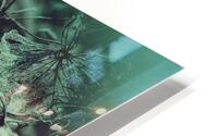 Hydrangea Skeleton HD Metal print