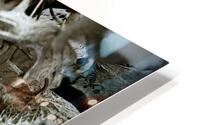 Hydrangea Skeleton HD Metal print