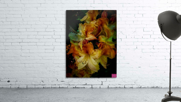 Peachy Rhododendron Wall Preview