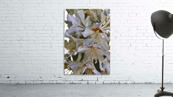White Rhododendron Wall Preview