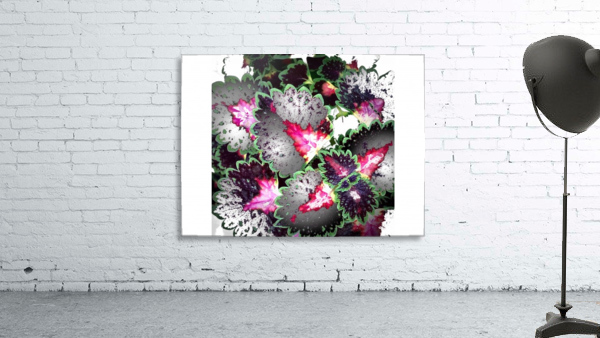 Ornamental Coleus Wall Preview