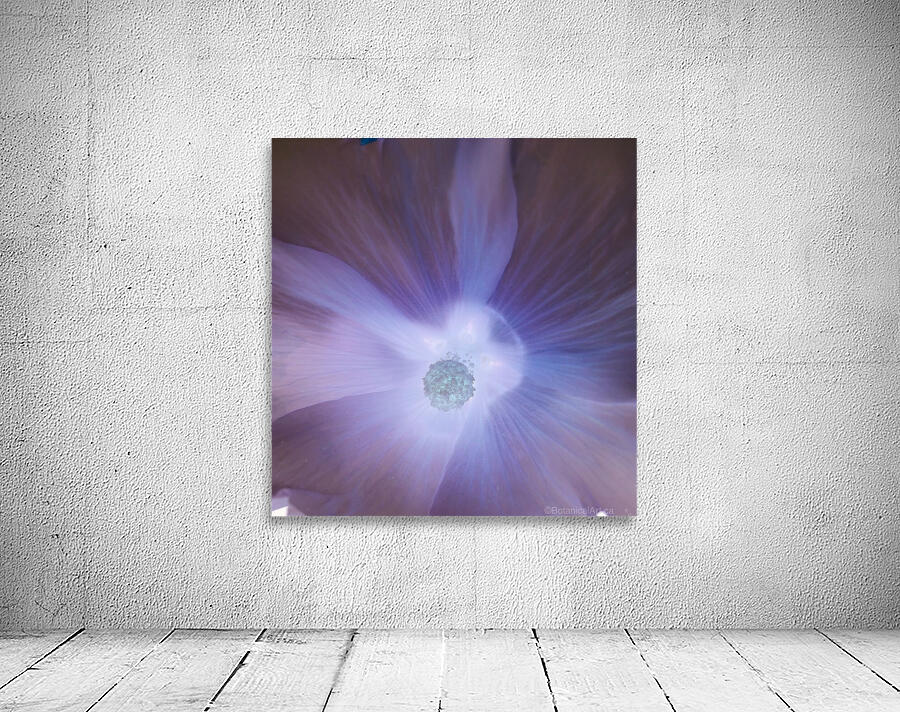 Hollyhock 200719 Wall Preview