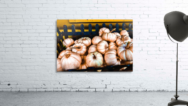 White Baby Pumpkins Wall Preview