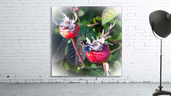Rose Hips 201015 Wall Preview