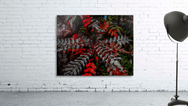 Holly Explosion Wall Preview