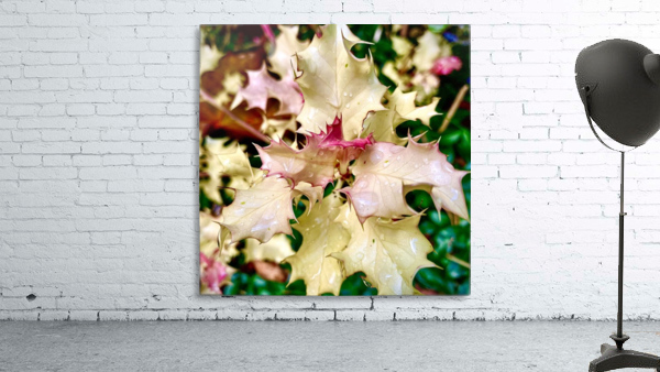 White Holly Wall Preview