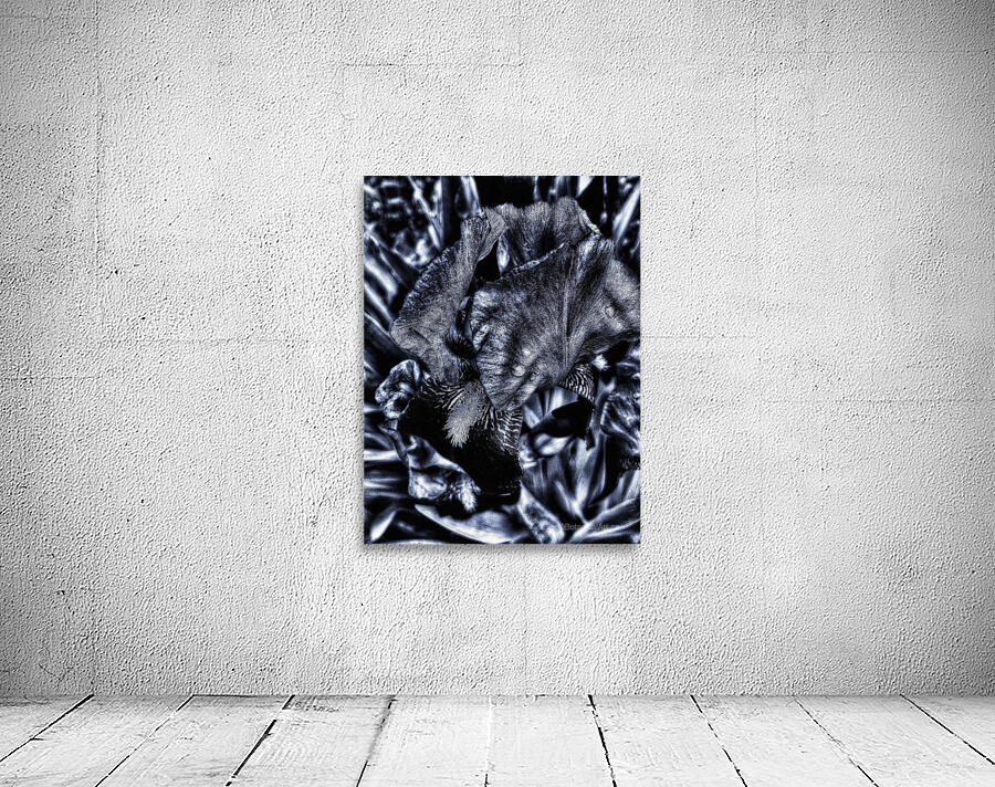 Monochrome Iris Wall Preview