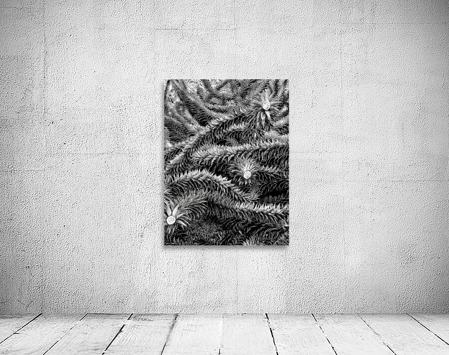 FullSizeRender Wall Preview