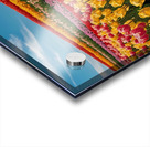Default A field of tulips in different colors under a blue sky Acrylic print