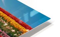 Default A field of tulips in different colors under a blue sky HD Metal print