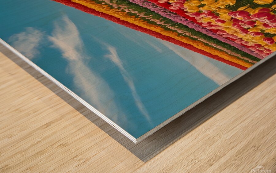 Default A field of tulips in different colors under a blue sky Wood print