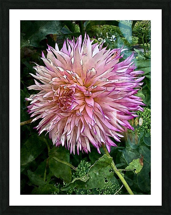 Dahlia Abstract  Picture Frame print
