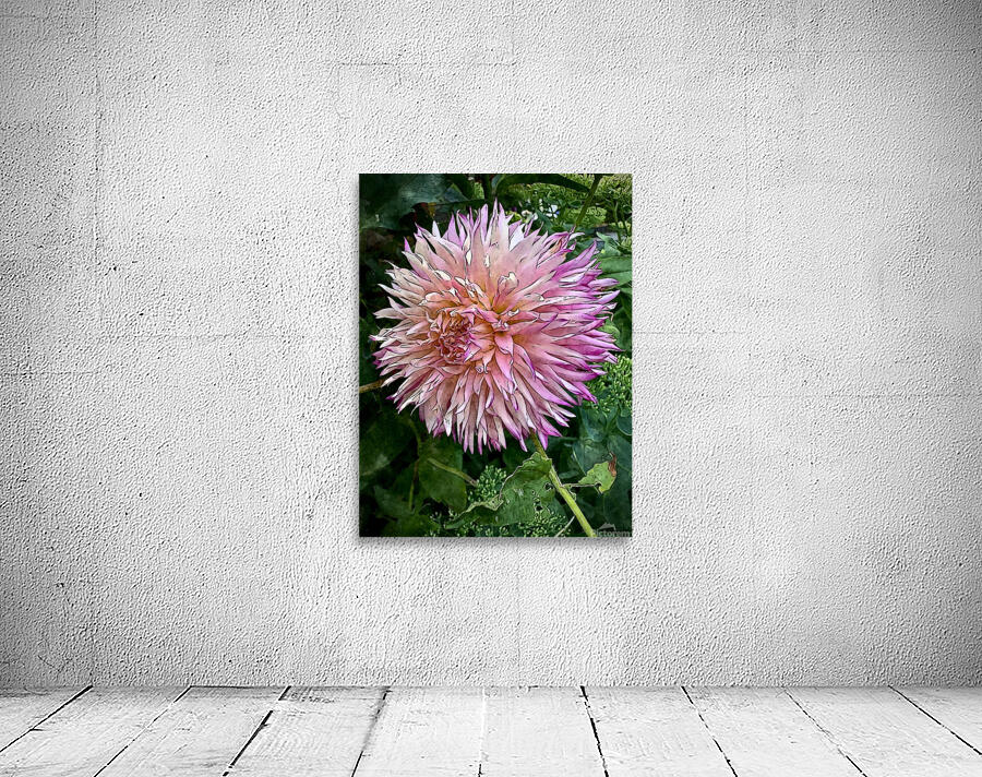 Dahlia Abstract  Wall Preview