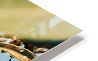 Spring Flower Warmth HD Metal print
