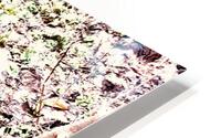 Natures Carpet HD Metal print