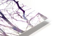 IMG 0383 HD Metal print