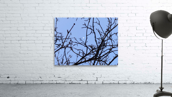 Day Moon Wall Preview