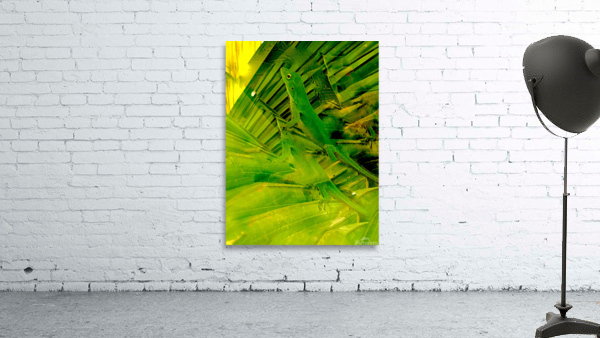 Seeing Double Wall Preview