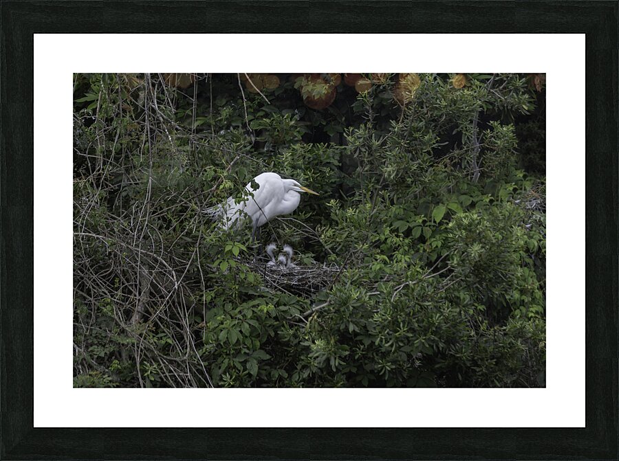 Egret with Hatchlings Picture Frame print
