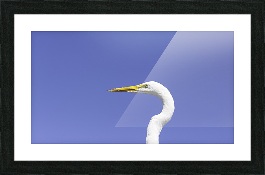 Egret Close-Up Picture Frame print