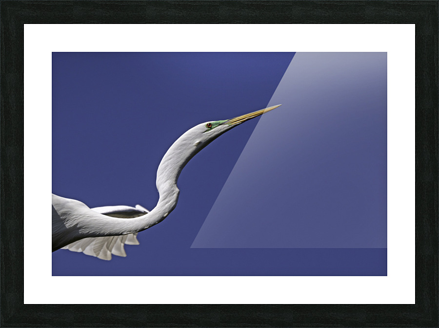 Egret Profile Picture Frame print