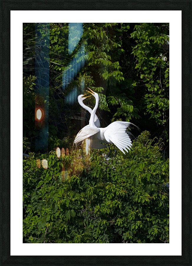 Egrets Pas de Deux Picture Frame print