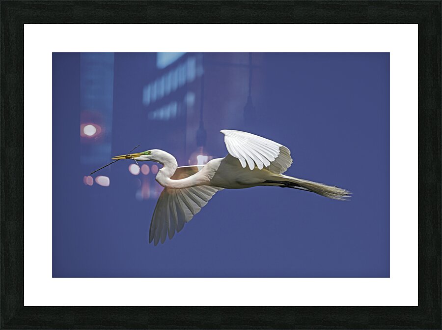 Egret Flight Picture Frame print