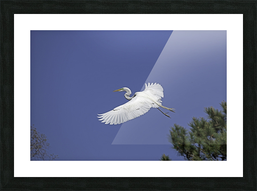 Egret Soaring Picture Frame print