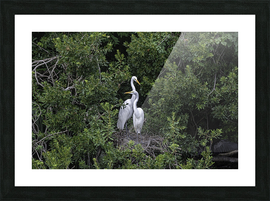 Great Egret Pair Picture Frame print