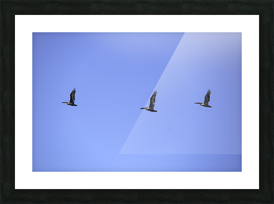 Three Brown Pelicans Picture Frame print