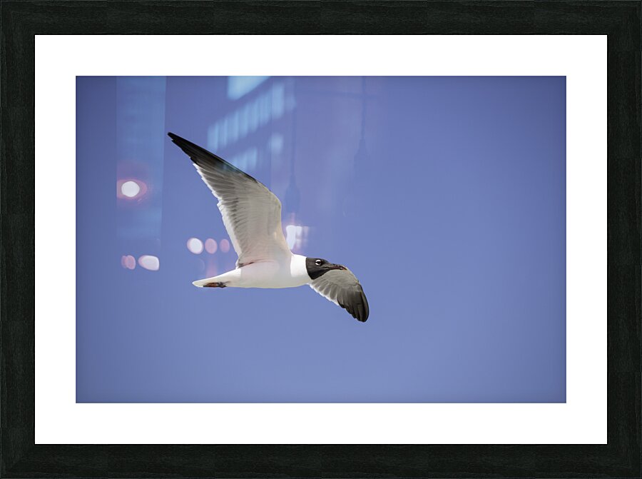 Laughing Gull Soaring Picture Frame print