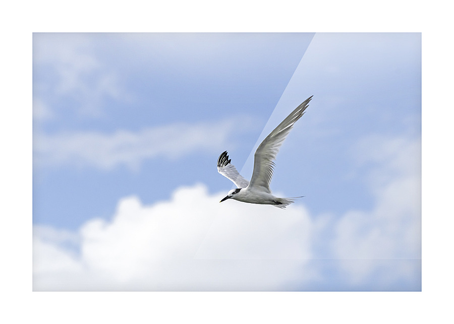 Tern Flight Picture Frame print