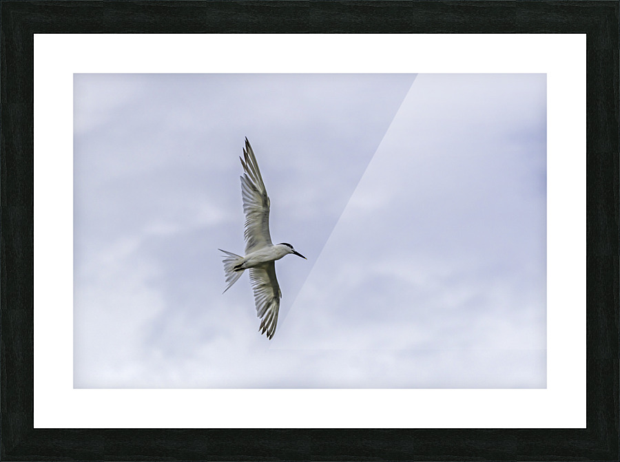 Tern Wingspan Picture Frame print