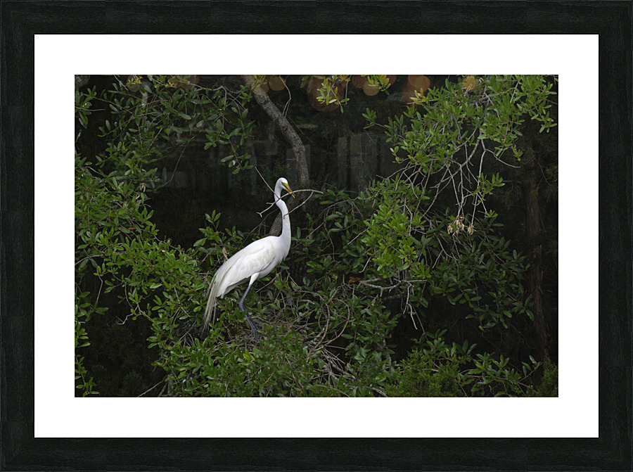 Great Egret Nesting Picture Frame print