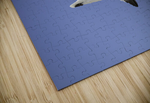 Laughing Gull Soaring Daniel Wright puzzle