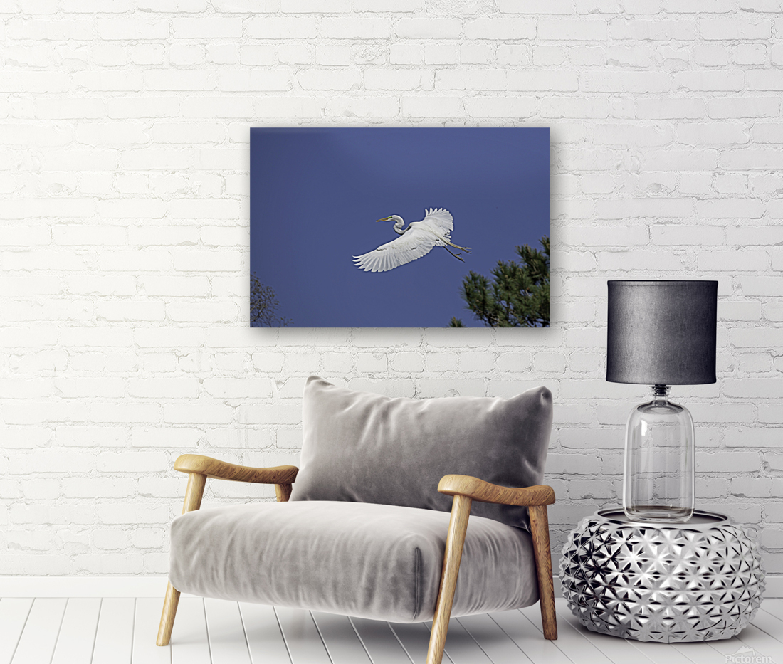 Egret Soaring Reproduction