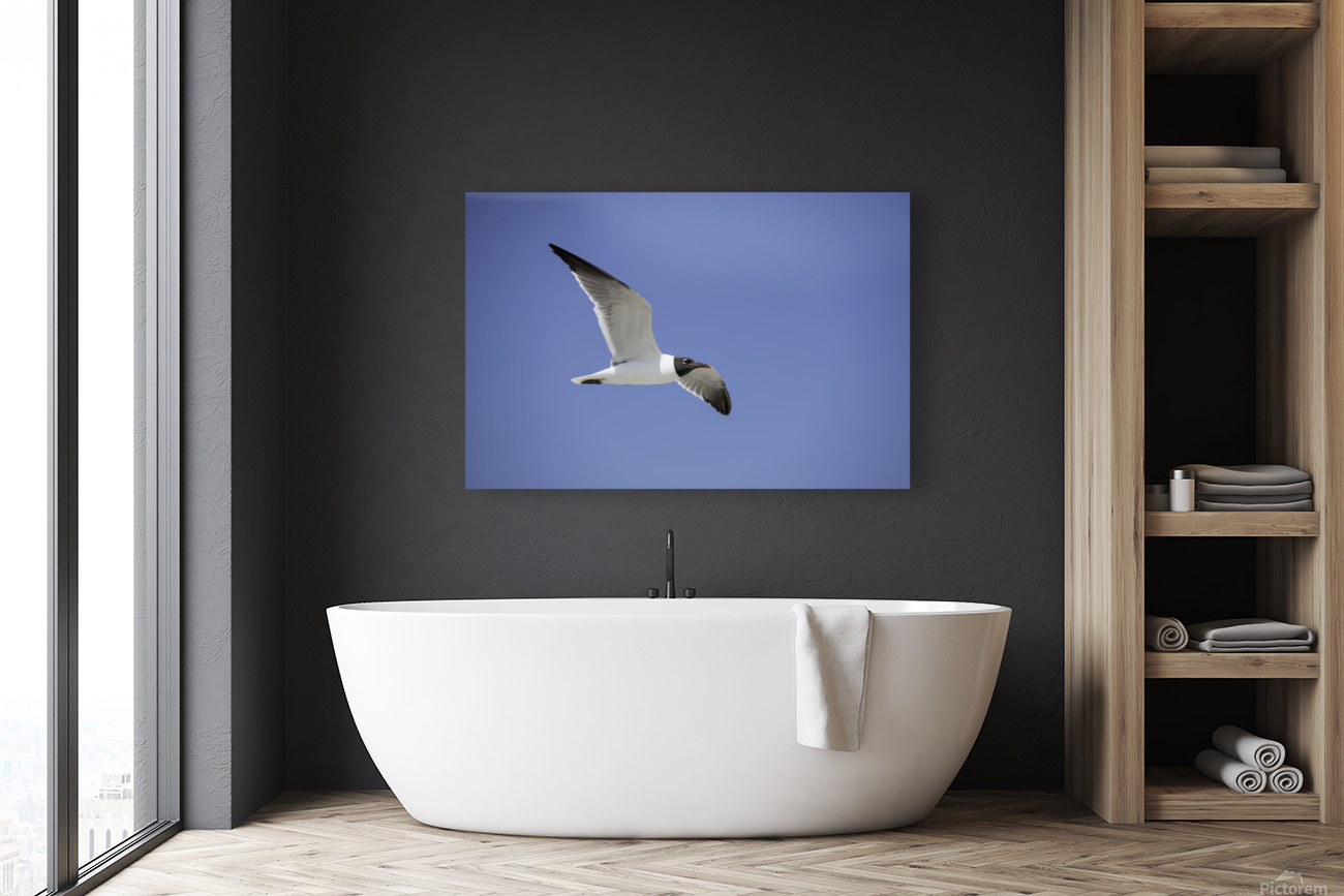 Laughing Gull Soaring Reproduction