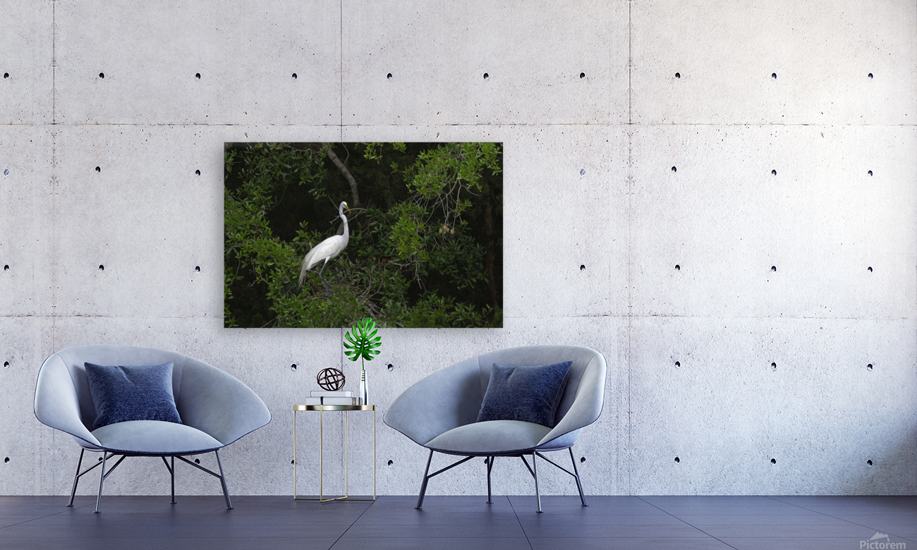 Great Egret Nesting Reproduction