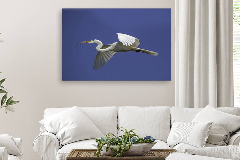 Egret Flight by Daniel Wright