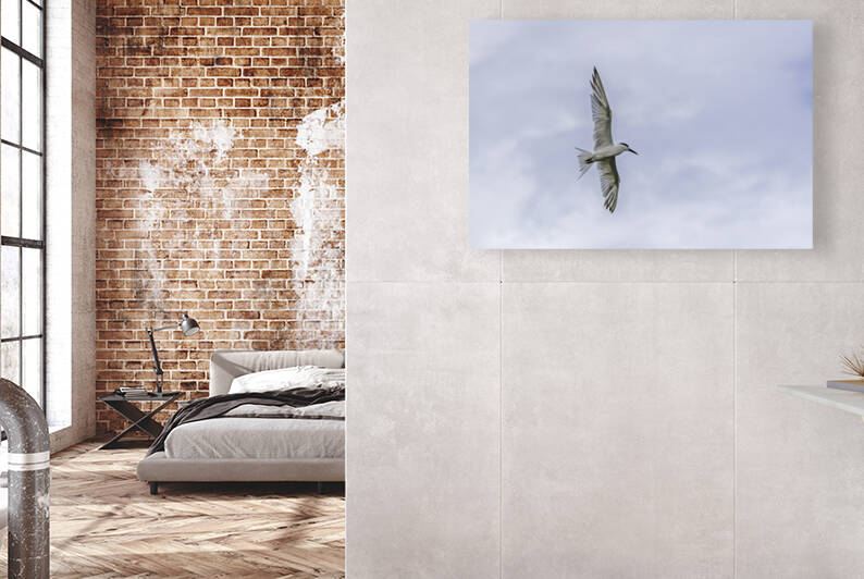 Tern Wingspan by Daniel Wright