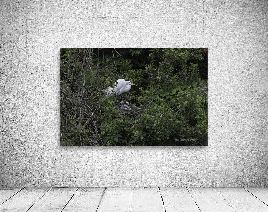 Egret with Hatchlings Wall Preview