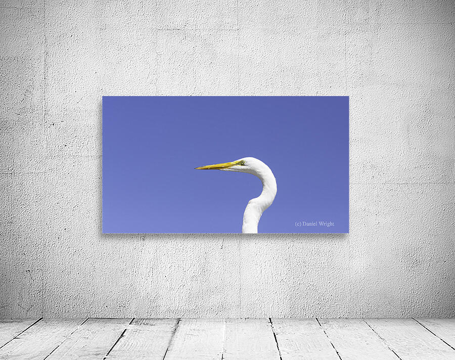 Egret Close-Up Wall Preview