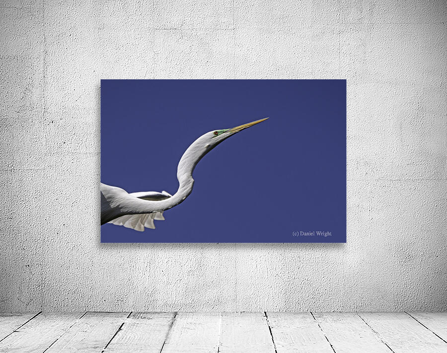 Egret Profile Wall Preview