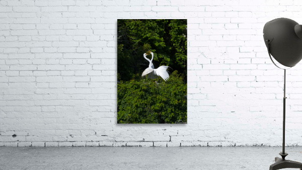 Egrets Pas de Deux Wall Preview