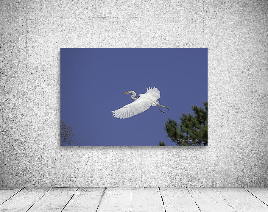 Egret Soaring Wall Preview