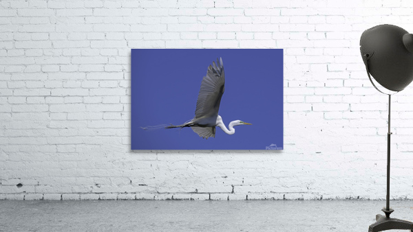 Egret Wingspan Wall Preview
