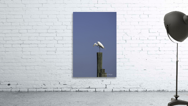 Egret Preening Wall Preview